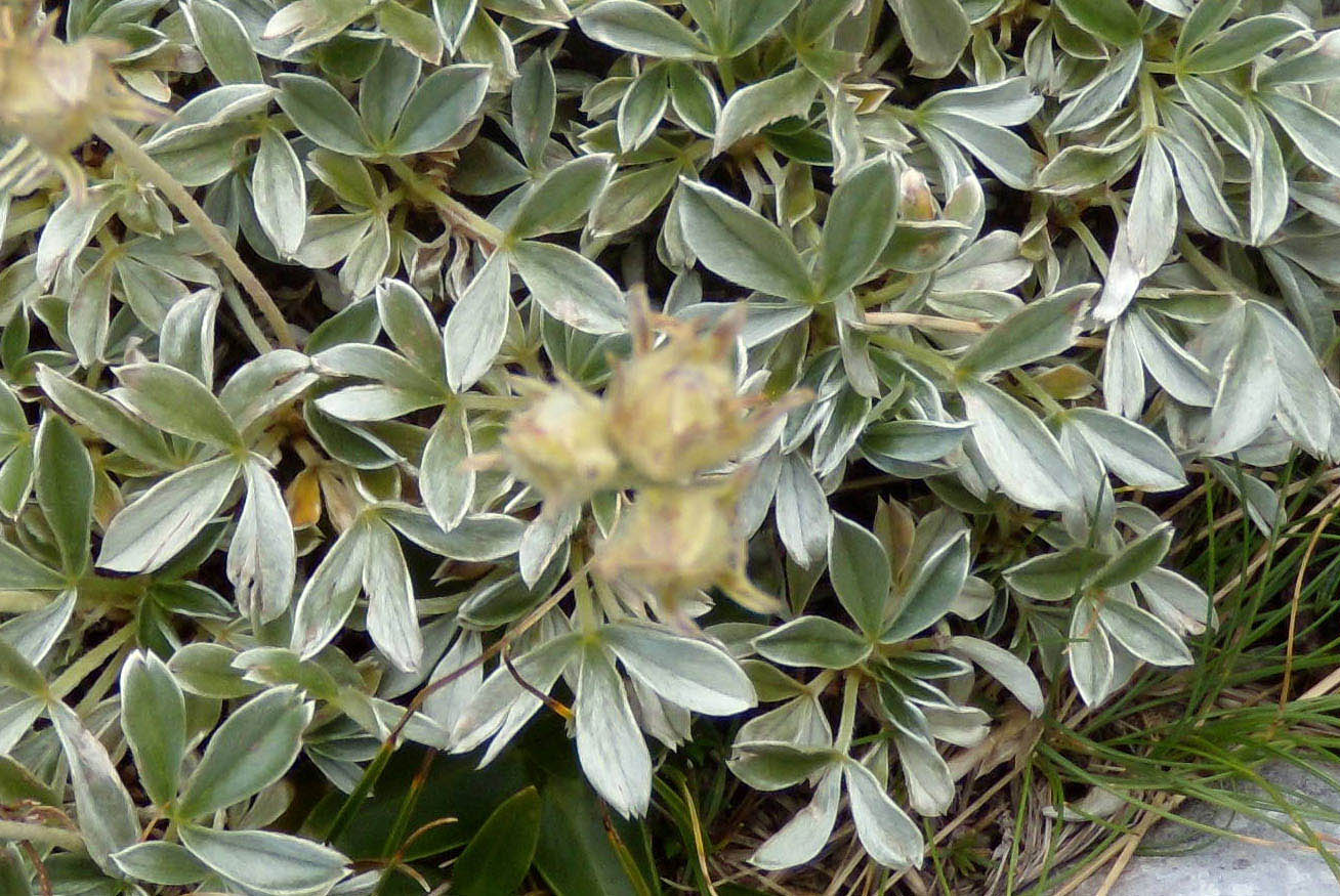 Potentilla apennina ssp. apennina / Cinquefoglia Appenninica